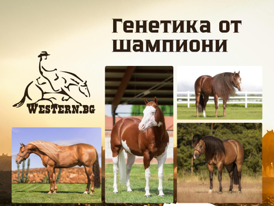 Нов стандарт в развъждането на уестърн коне в България